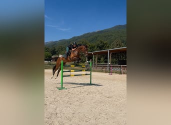 KWPN, Jument, 6 Ans, 168 cm, Bai