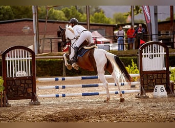 KWPN, Jument, 6 Ans, 168 cm, Pinto