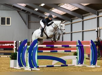 KWPN, Jument, 6 Ans, 169 cm, Gris