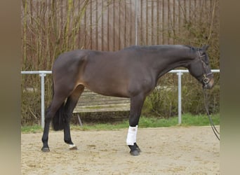 KWPN, Jument, 6 Ans, 170 cm, Bai brun