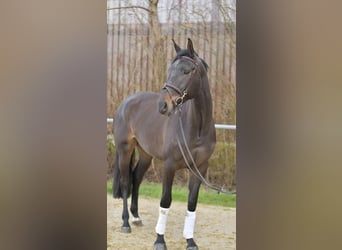 KWPN, Jument, 6 Ans, 170 cm, Bai brun