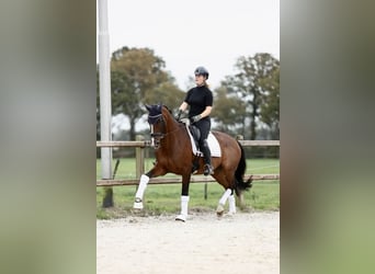 KWPN, Jument, 6 Ans, 170 cm, Bai