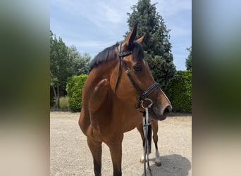 KWPN, Jument, 6 Ans, 170 cm, Bai