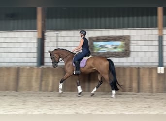 KWPN, Jument, 6 Ans, 170 cm, Bai