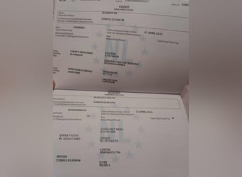 KWPN, Jument, 6 Ans, 170 cm, Gris