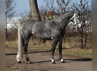 KWPN, Jument, 6 Ans, 170 cm, Gris