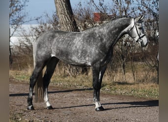 KWPN, Jument, 6 Ans, 170 cm, Gris