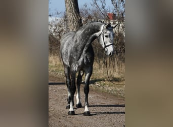 KWPN, Jument, 6 Ans, 170 cm, Gris