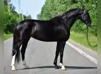 KWPN, Jument, 6 Ans, 170 cm, Noir KWPN, Jument, 6 Ans, 170 cm, Noir