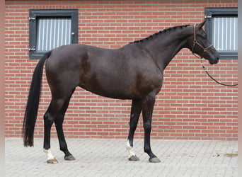 KWPN, Jument, 6 Ans, 172 cm, Noir