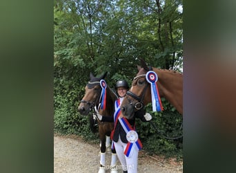 KWPN, Jument, 6 Ans, 173 cm, Alezan brûlé
