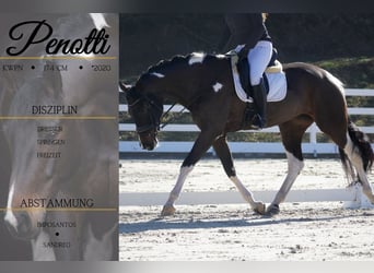 KWPN, Jument, 6 Ans, 174 cm, Pinto