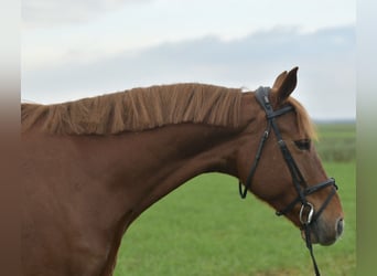 KWPN, Jument, 7 Ans, 160 cm, Alezan cuivré