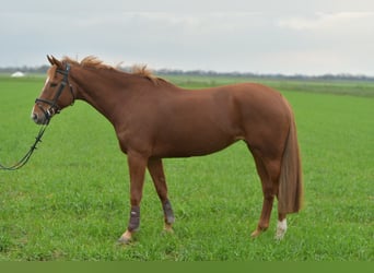 KWPN, Jument, 7 Ans, 160 cm, Alezan cuivré