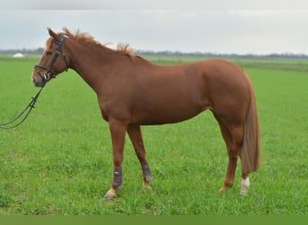 KWPN, Jument, 7 Ans, 160 cm, Alezan cuivré