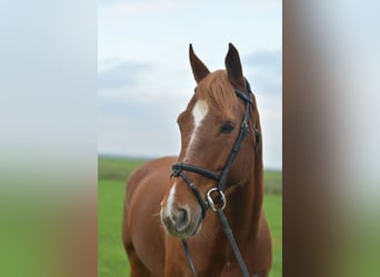 KWPN, Jument, 7 Ans, 160 cm, Alezan cuivré