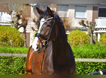 KWPN, Jument, 7 Ans, 163 cm