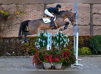 KWPN, Jument, 7 Ans, 165 cm, Bai brun