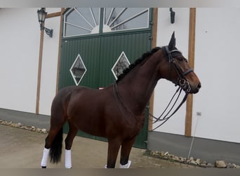 KWPN, Jument, 7 Ans, 165 cm, Bai