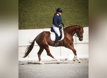 KWPN, Jument, 7 Ans, 167 cm, Alezan