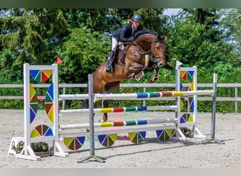 KWPN, Jument, 7 Ans, 167 cm, Bai