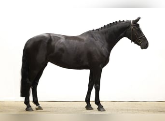 KWPN, Jument, 7 Ans, 167 cm