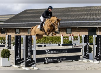 KWPN, Jument, 7 Ans, 168 cm, Alezan
