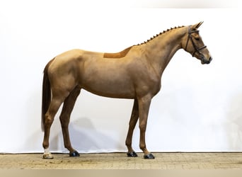 KWPN, Jument, 7 Ans, 168 cm, Alezan