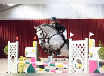 KWPN, Jument, 7 Ans, 168 cm, Gris