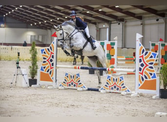 KWPN, Jument, 7 Ans, 168 cm, Gris