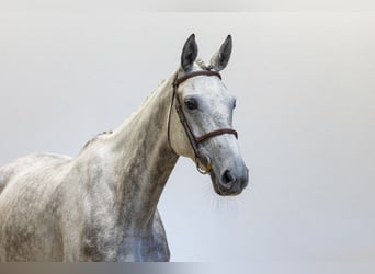 KWPN, Jument, 7 Ans, 168 cm, Gris