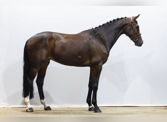 KWPN, Jument, 7 Ans, 169 cm