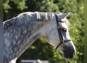 KWPN, Jument, 7 Ans, 169 cm, Gris