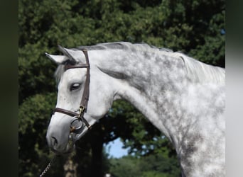 KWPN, Jument, 7 Ans, 169 cm, Gris