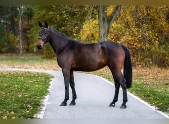 KWPN, Jument, 7 Ans, 170 cm, Alezan brûlé