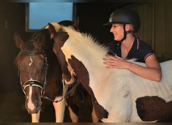 KWPN, Jument, 7 Ans, 170 cm, Alezan brûlé