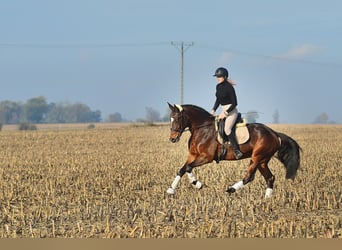 KWPN, Jument, 7 Ans, 170 cm, Alezan brûlé