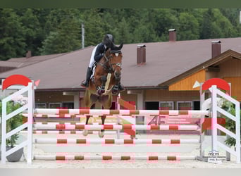 KWPN, Jument, 7 Ans, 170 cm, Bai