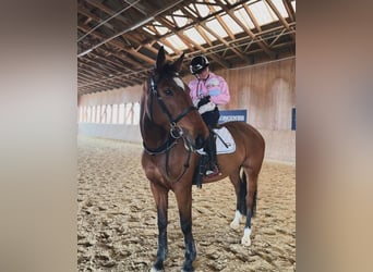 KWPN, Jument, 7 Ans, 170 cm, Bai