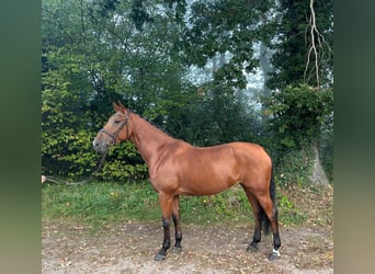 KWPN, Jument, 7 Ans, 170 cm, Bai
