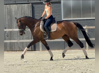 KWPN, Jument, 7 Ans, 171 cm, Bai