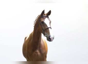 KWPN, Jument, 7 Ans, 172 cm, Alezan