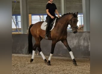 KWPN, Jument, 7 Ans, 172 cm, Bai