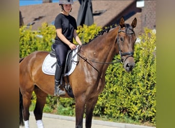 KWPN, Jument, 7 Ans, 172 cm, Bai