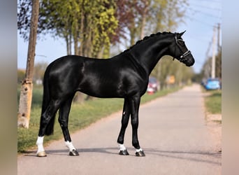 KWPN, Jument, 7 Ans, 172 cm, Noir