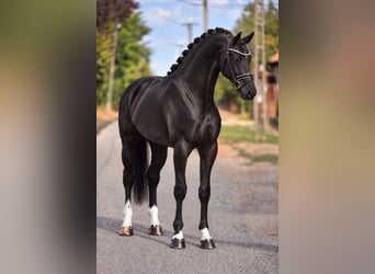 KWPN, Jument, 7 Ans, 172 cm, Noir