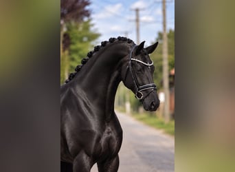 KWPN, Jument, 7 Ans, 172 cm, Noir