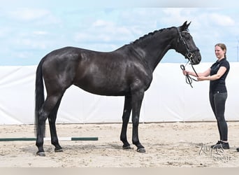 KWPN, Jument, 7 Ans, 173 cm, Noir