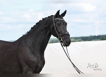 KWPN, Jument, 7 Ans, 173 cm, Noir