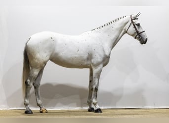 KWPN, Jument, 7 Ans, 174 cm